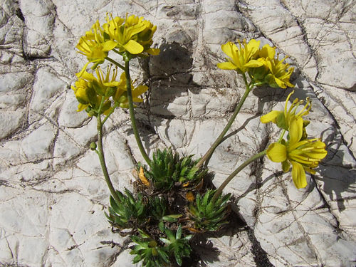 Draba aizoides